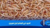 تفسير رؤية الدود في المنام لابن سيرين