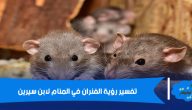 تفسير رؤية الفئران في المنام لأبن سيرين